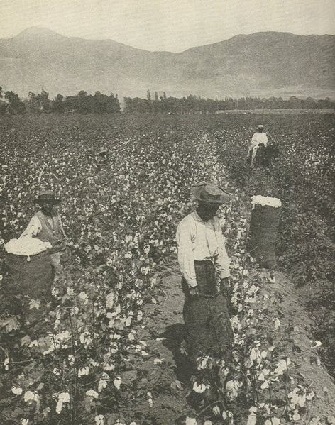 Colonial plantation labor — cotton pickers, American South