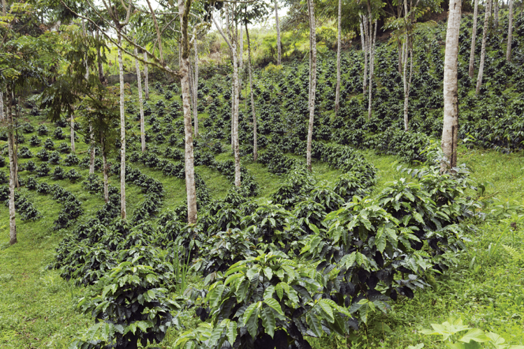 Agroforestry steps into the light — GCR Magazine