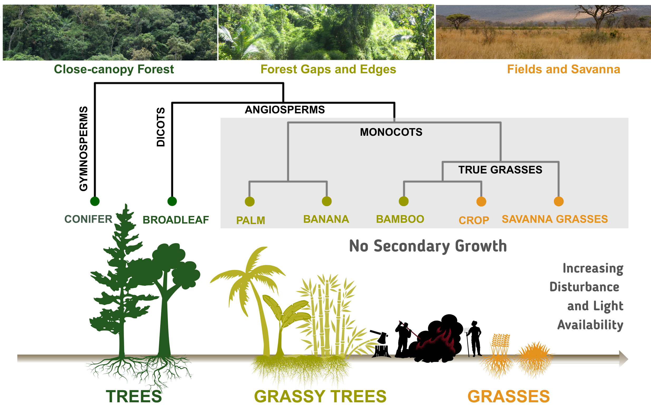 Figure 1: Grassy Trees between trees and grasses