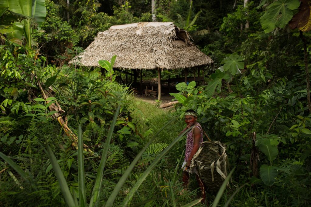 Indigenous forest management — Javari Valley, Amazon
