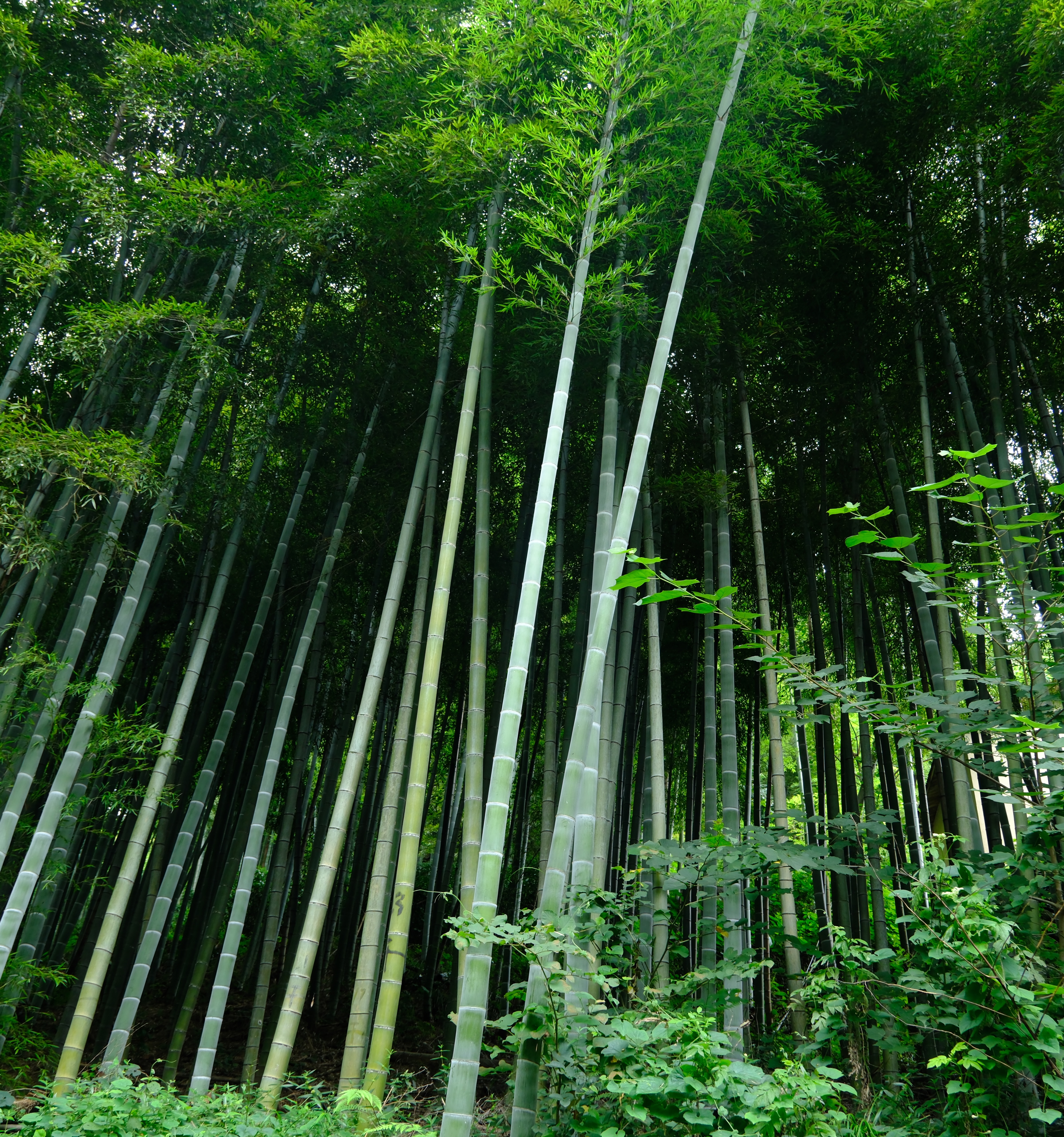 Bamboo