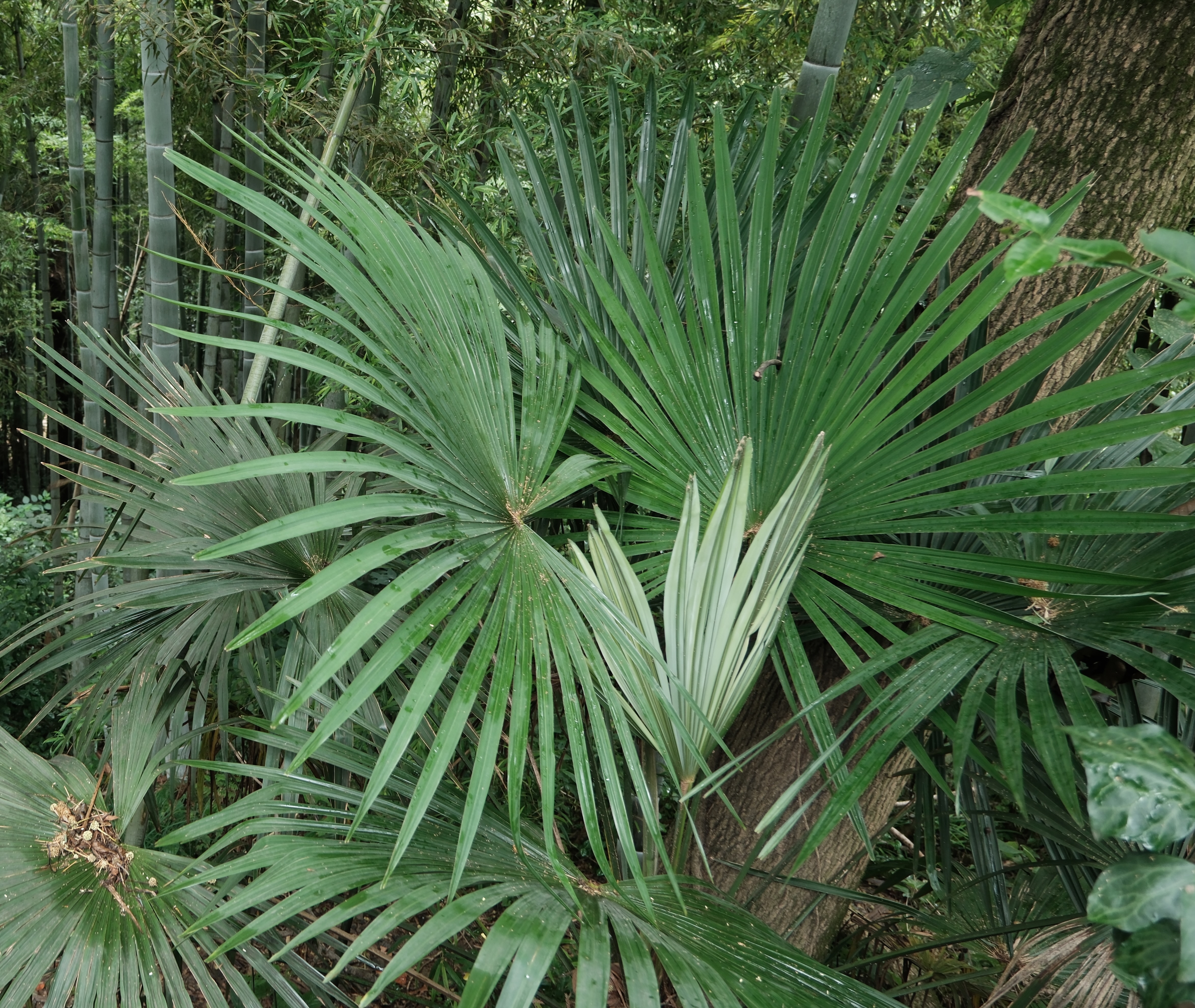Palm